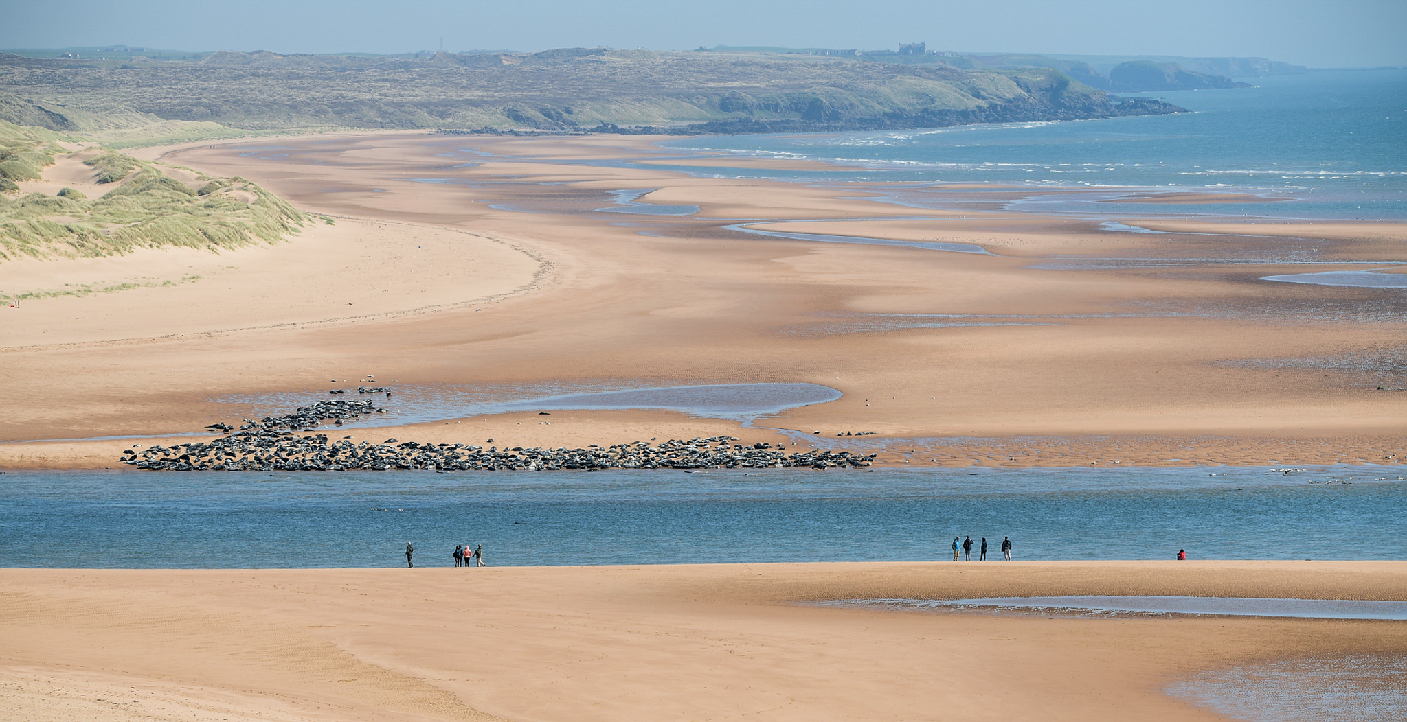 Seals on beach